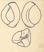 Miliolina gibba var. angusteoralis Wiesner, 1923