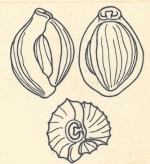 Miliolina affinis var. costata Wiesner, 1923