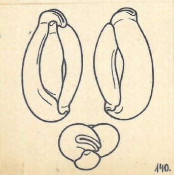 Miliolina patagonica var. angusteoralis Wiesner, 1923