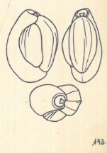 Miliolina peruviana var. subcostata Wiesner, 1923