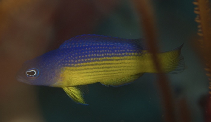Manonichthys scintilla