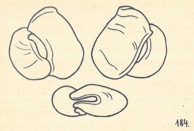 Miliolina dilatata var. angusteoralis Wiesner, 1923