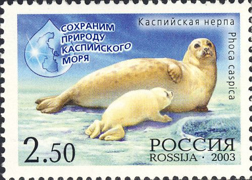Phoca caspica Phoca caspica