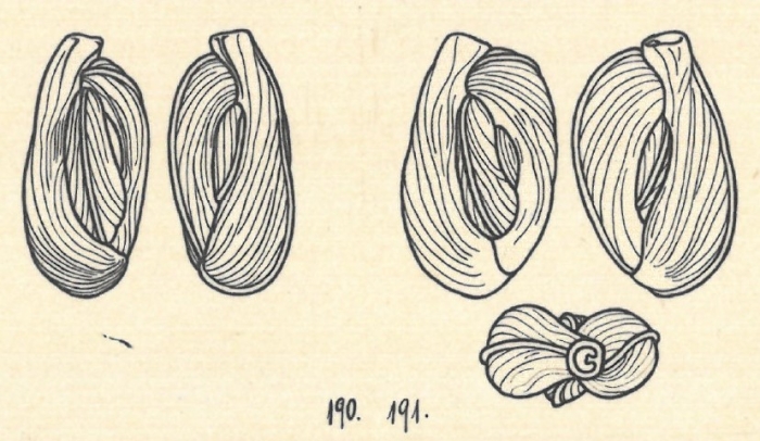 Adelosina milletti var. carinatastriata Wiesner, 1923