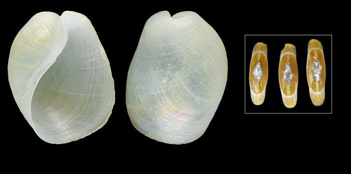 Praephiline finmarchica (M. Sars, 1859) - Iceland N - 5.3 mm