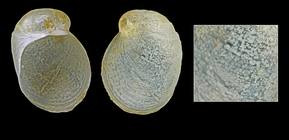 Marsenina glabra (Couthouy, 1838) - Iceland N -2.8 mm