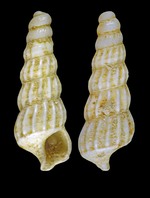 Eumetula arctica (Mörch, 1857) - Iceland W - 2.9 mm