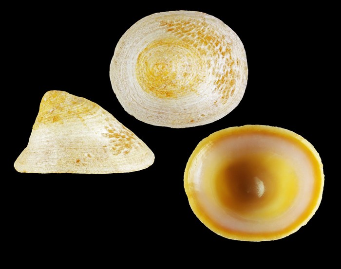 Erginus rubellus (O. Fabricius, 1780) - Hellisfjördur (Iceland E) - 4.2 mm