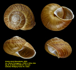 Arianta stenzii (Rossmässler, 1835)