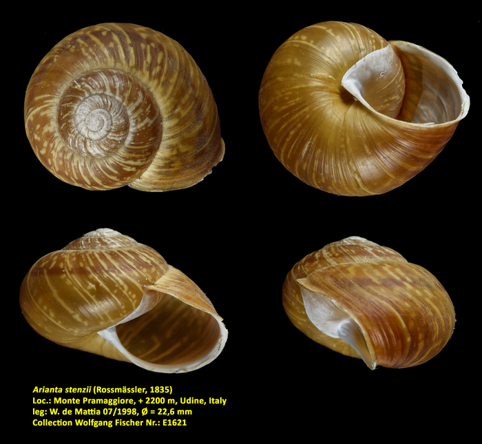 Arianta stenzii (Rossmässler, 1835)
