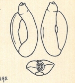 Adelosina dubia var. angulosa Wiesner, 1923