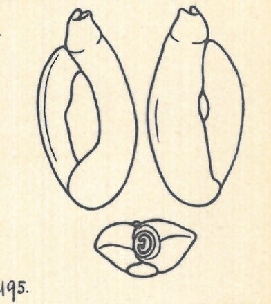 Adelosina dubia var. angulosa Wiesner, 1923