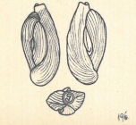 Adelosina dubia var. angulosastriata Wiesner, 1923