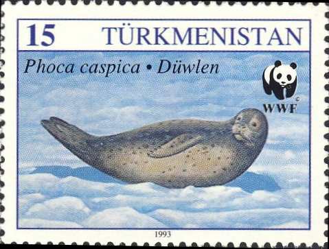 Phoca caspica Phoca caspica