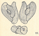 Adelosina elegans var. separans Wiesner, 1923