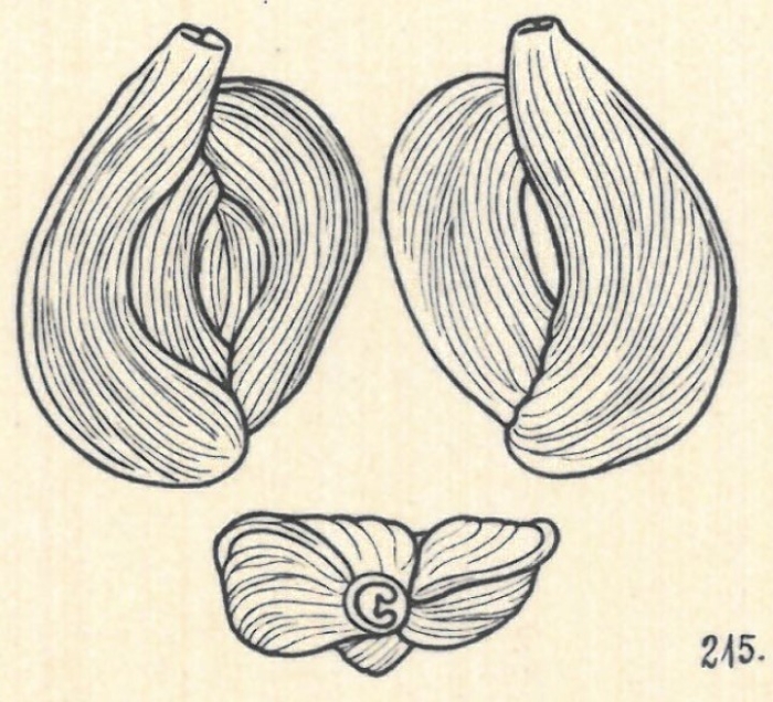Adelosina elegans var. angulata Wiesner, 1923