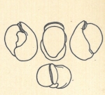 Biloculina labiata var. subsphaerica Wiesner, 1923