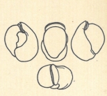 Biloculina labiata var. subsphaerica Wiesner, 1923