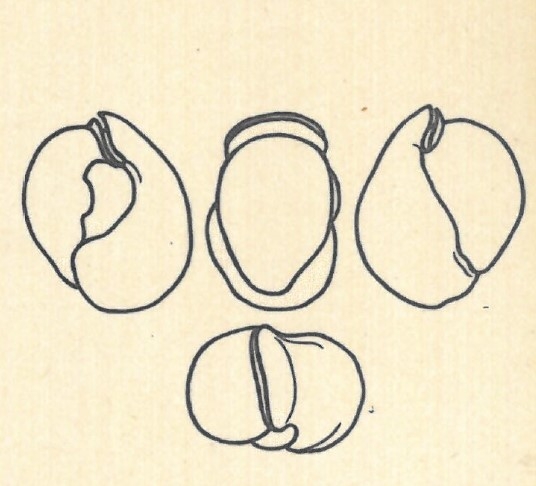 Biloculina labiata var. subsphaerica Wiesner, 1923