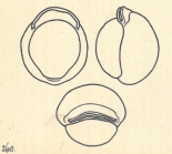 Biloculina labiata var. subsphaerica Wiesner, 1923
