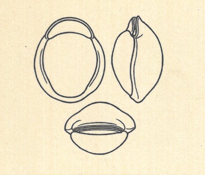 Biloculina labiata var. simplex Wiesner, 1923