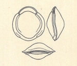 Biloculina labiata var. depressa Wiesner, 1923