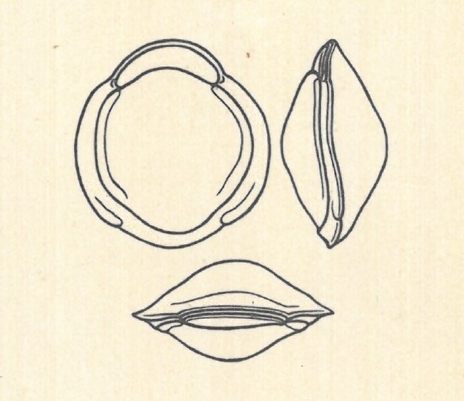Biloculina labiata var. depressa Wiesner, 1923