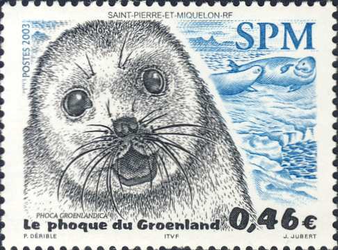 Phoca groenlandica