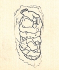 Nubecularia lucifuga var. lapidea Wiesner, 1923