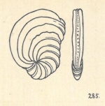 Peneroplis karreri Wiesner, 1923
