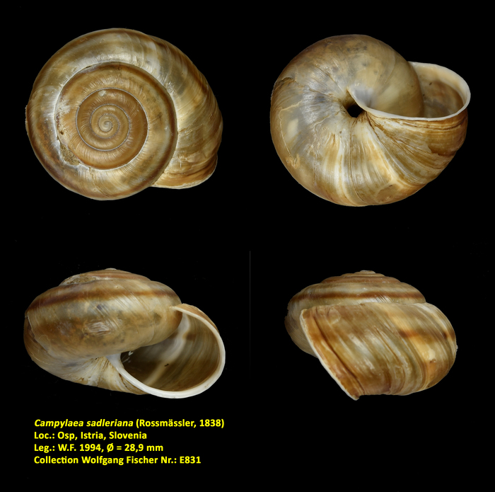 Campylaea sadleriana (Rossmässler, 1838)