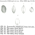 Loxoconcha lilljeborgii Brady, 1868 from the original description