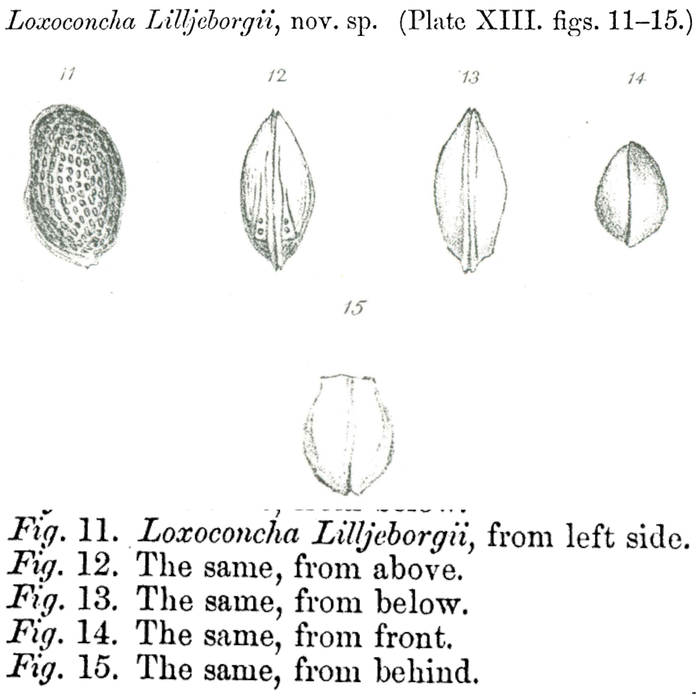 Loxoconcha lilljeborgii Brady, 1868 from the original description