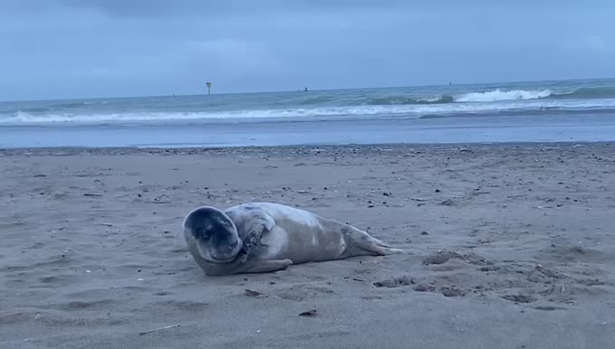 Grey seal youngster stranded at the beach