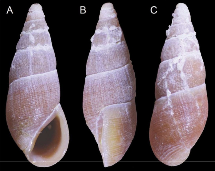 Rissoina ximenae Araya &amp; Aliaga, 2025