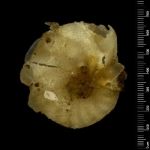 Polystomella oceanensis d'Orbigny syntype