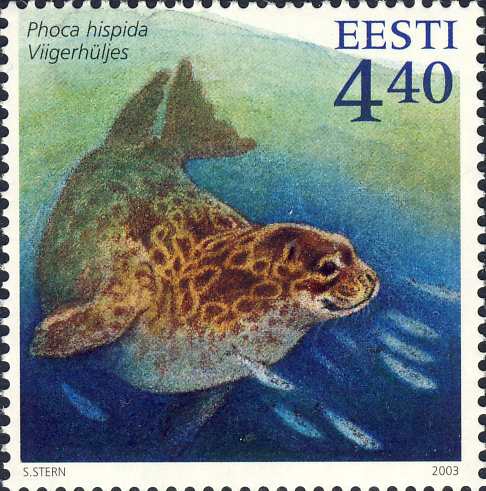 Phoca hispida Phoca hispida