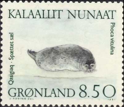 Phoca vitulina Phoca vitulina