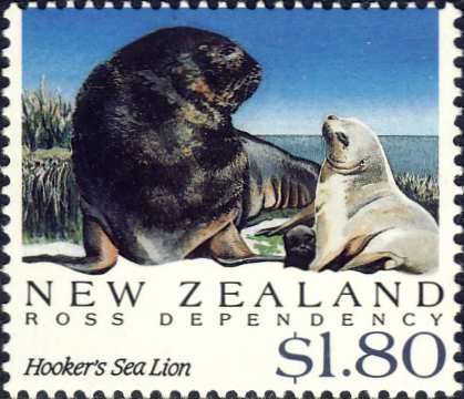 Phocarctos hookeri Phocarctos hookeri