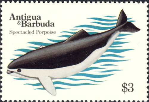 Phocoena dioptrica Phocoena dioptrica