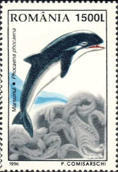 Phocoena phocoena Phocoena phocoena