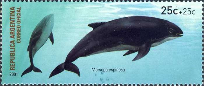 Phocoena spinipinnis Phocoena spinipinnis