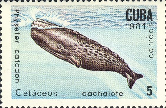 Physeter macrocephalus