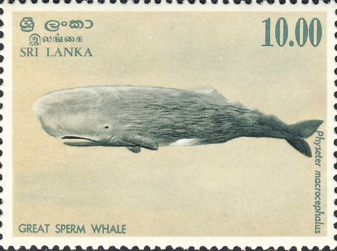 Physeter macrocephalus Physeter macrocephalus