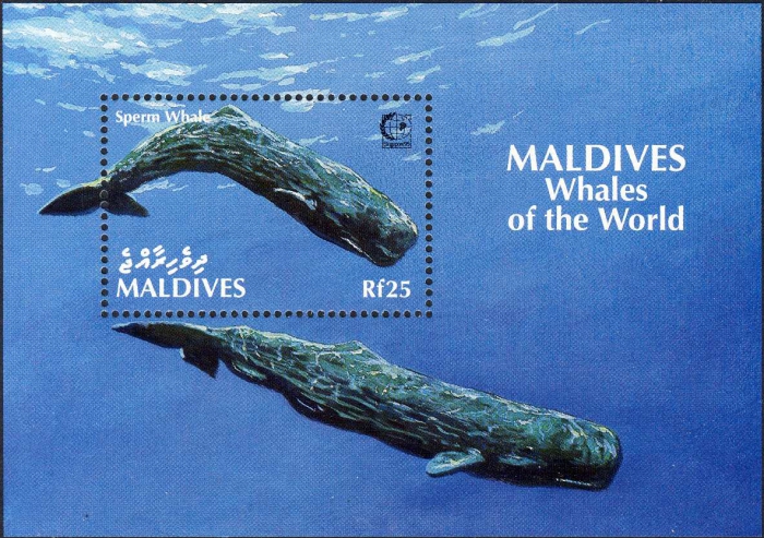 Physeter macrocephalus Physeter macrocephalus