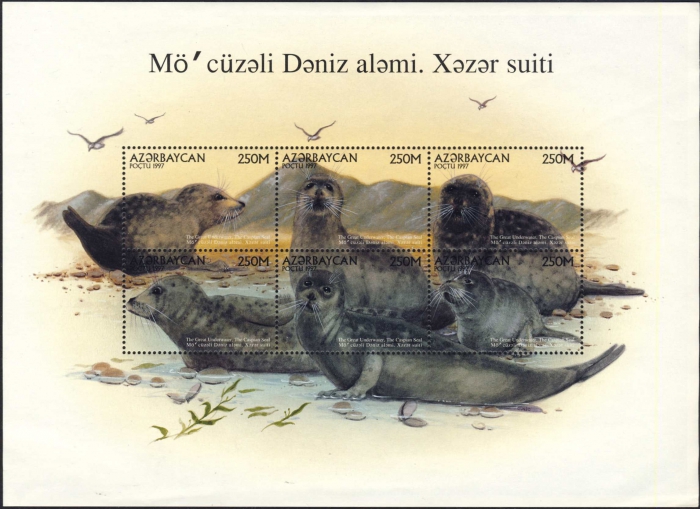 Phoca caspica Phoca caspica