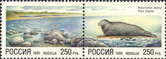 Pusa hispida Pusa hispida