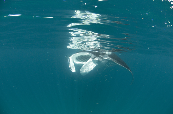 Mobula yarae Bucair &amp; Marshall, 2025