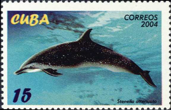 Stenella attenuata Stenella attenuata