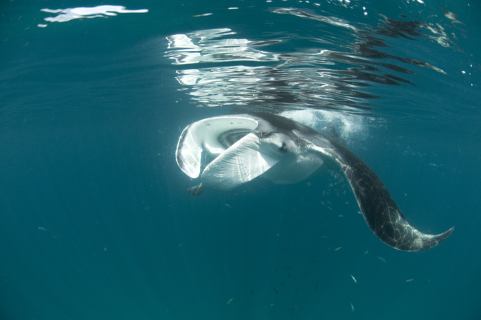 Mobula yarae Bucair &amp; Marshall, 2025